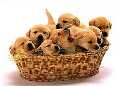 LABRADORCI OD NA�� VIKY